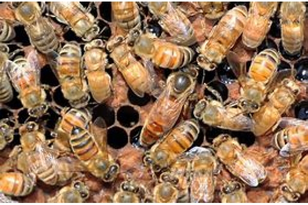 Genuine Honey Comb – AZ Queen Bee